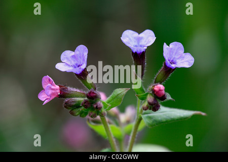 Lungwort (Pulmonaria officinalis), flowers Stock Photo