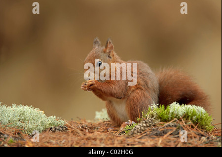 Red Squirrel (Sciurus vulgaris) foraging on forest floor during autumn, Netherlands, October. Stock Photo