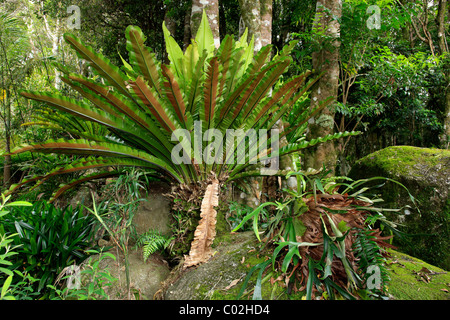 Bird's Nest Fern (Asplenium nidus), rainforest, Lamington National Park, Queensland, Australia Stock Photo