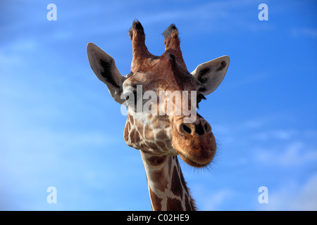 Somali Giraffe or Reticulated Giraffe (Giraffa camelopardalis reticulata), adult, portrait, Africa