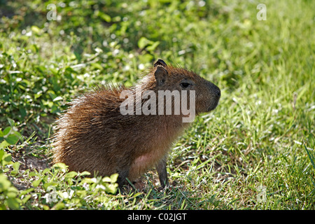 Capybara (Hydrochoerus hydrochaeris), young, Pantanal wetland, Brazil, South America Stock Photo