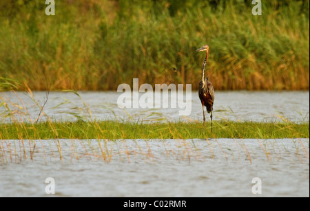 Goliath heron South Africa Stock Photo