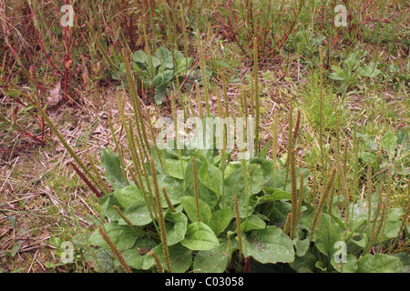 Greater plantain (Plantago major : Plantaginaceae) in a setaside field, UK. Stock Photo