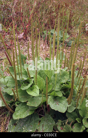 Greater plantain (Plantago major : Plantaginaceae) in a setaside field, UK. Stock Photo