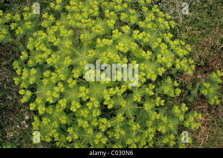 Sun spurge (Euphorbia helioscopa), UK.