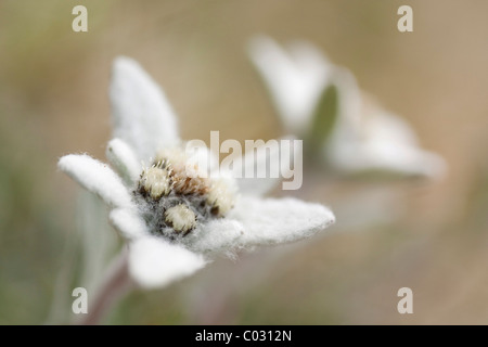 Edelweiss (Leontopodium alpinum nivale subsp. Alpinum Basionym Leontopodium) Stock Photo
