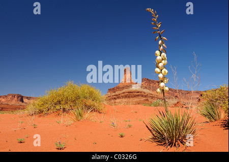 Yucca plant flower growing in CanyonLands National Park, Utah, USA Stock Photo