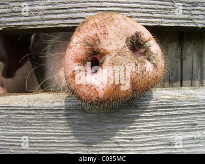 Domestic pig (Sus scrofa domestica) sticking its nose through a wooden fence Stock Photo