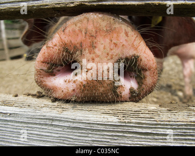 Domestic pig (Sus scrofa domestica) sticking its nose through a wooden fence Stock Photo