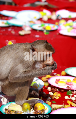 Monkey eat food at Monkey Chinese banquet Festival at Praprangsamyod Lopburi Thailand Stock Photo