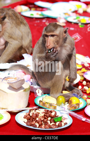 Monkey eat food at Monkey Chinese banquet Festival at Praprangsamyod Lopburi Thailand Stock Photo