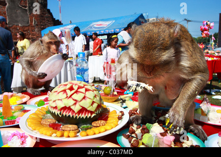 Monkey eat food at Monkey Chinese banquet Festival at Praprangsamyod Lopburi Thailand Stock Photo