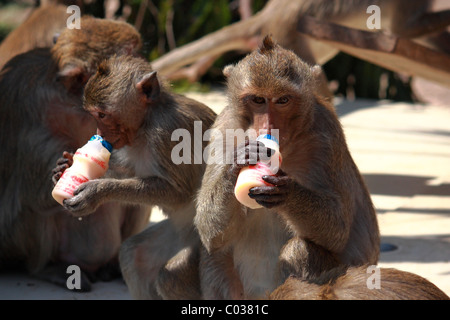 Monkey try to drink some yogurt milk from bottle at Monkey Chinese banquet Festival at Praprangsamyod Lopburi Thailand Stock Photo