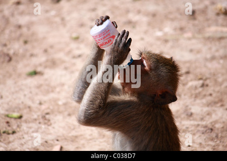 Monkey try to drink some yogurt milk from bottle at Monkey Chinese banquet Festival at Praprangsamyod Lopburi Thailand Stock Photo