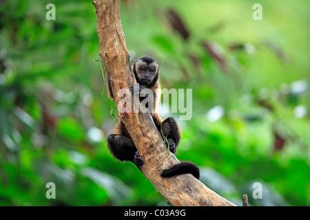Weeper Capuchin (Cebus olivaceus), adult in a tree, South America Stock Photo
