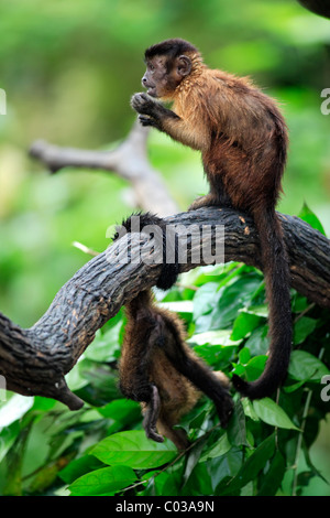 Weeper Capuchin (Cebus olivaceus), adult in a tree, South America Stock Photo