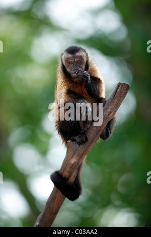 Weeper Capuchin (Cebus olivaceus), adult eating in a tree, South America Stock Photo