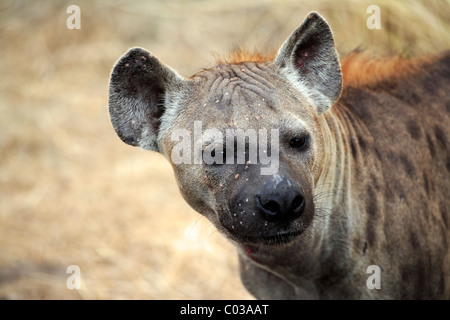 Spotted Hyena (Crocuta crocuta), female adult, Kruger National Park, South Africa, Africa Stock Photo