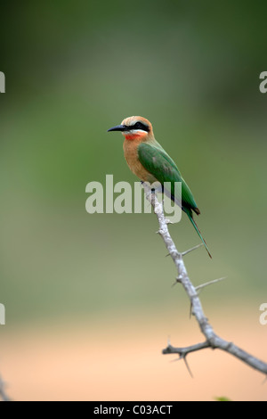 White-fronted Bee-eater (Merops bullockoides), adult bird on a branch, Kruger National Park, South Africa, Africa
