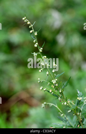 Wormwood or Absinthe Wormwood (Artemisia absinthium L.), flowering Stock Photo