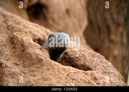 Common Dwarf Mongoose (Helogale parvula), adult looking out of a den, Kruger National Park, South Africa, Africa Stock Photo