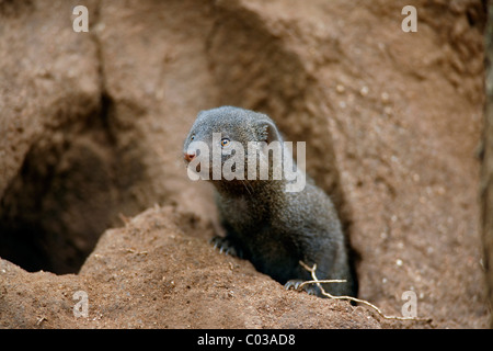 Common Dwarf Mongoose (Helogale parvula), adult looking out of a den, Kruger National Park, South Africa, Africa Stock Photo