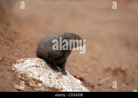 Common Dwarf Mongoose (Helogale parvula), adult looking out of a den, Kruger National Park, South Africa, Africa Stock Photo