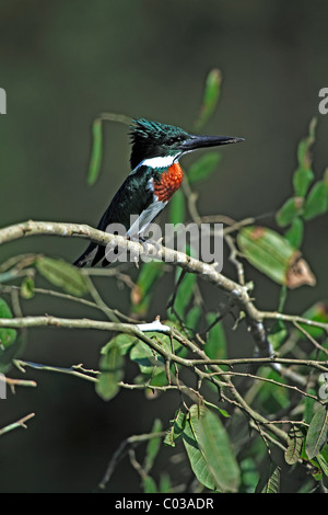 Amazon Kingfisher (Chloroceryle amazona), adult bird in a tree, Pantanal, Brazil, South America