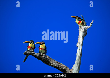 Chestnut-eared Aracari (Pteroglossus castanotis), adult birds on a tree, Pantanal, Brazil, South America Stock Photo