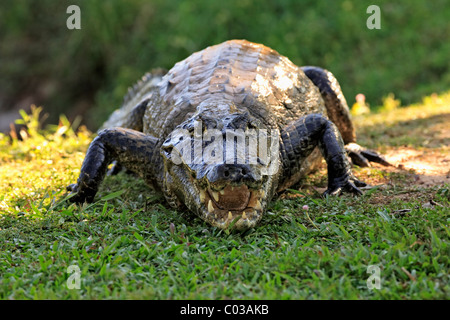 Yacare Caiman (Caiman yacare), portrait, adult on land with an open mouth, Pantanal, Brazil, South America Stock Photo