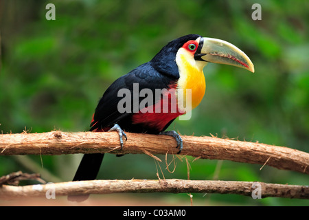 Red-breasted Toucan (Ramphastos dicolorus), adult on a branch, Pantanal, Brazil, South America Stock Photo