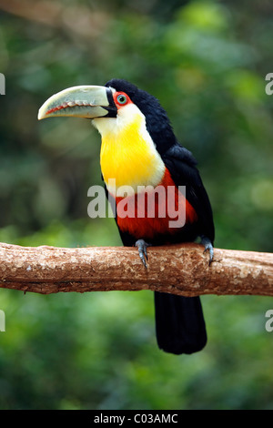 Red-breasted Toucan (Ramphastos dicolorus), adult on a branch, Pantanal, Brazil, South America Stock Photo