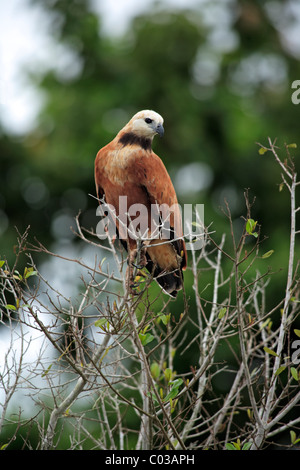 Black-collared Hawk (Busarellus nigricollis), adult on a tree, Pantanal, Brazil, South America Stock Photo