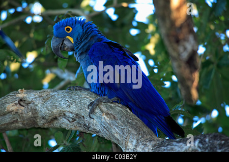 Hyacinth Macaw (Anodorhynchus hyacinthinus), adult bird in a tree, Pantanal, Brazil, South America Stock Photo