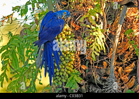 Hyacinth Macaw (Anodorhynchus hyacinthinus), adult bird feeding in a tree, Pantanal, Brazil, South America Stock Photo