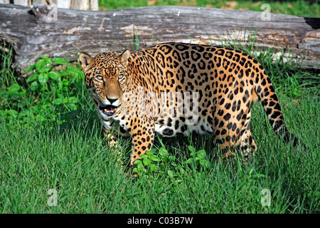 Jaguar (Panthera onca), adult male, Pantanal, Brazil, South America Stock Photo