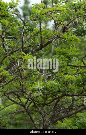 South Africa, Eastern Cape, East London, Inkwenkwezi Private Game Reserve. Thorny acacia tree. Stock Photo