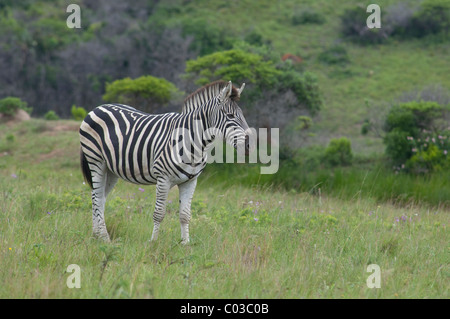 South Africa, East London, Inkwenkwezi Private Game Reserve. Common or Burchell's zebra. Stock Photo