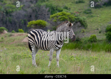 South Africa, East London, Inkwenkwezi Private Game Reserve. Common or Burchell's zebra. Stock Photo