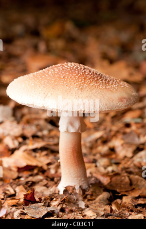 Panther cap mushroom (Amanita pantherina) Stock Photo