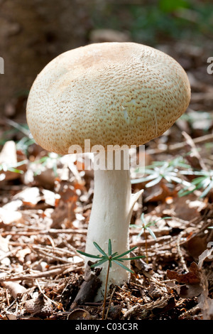 Field mushroom (Agaricus campestris) Stock Photo