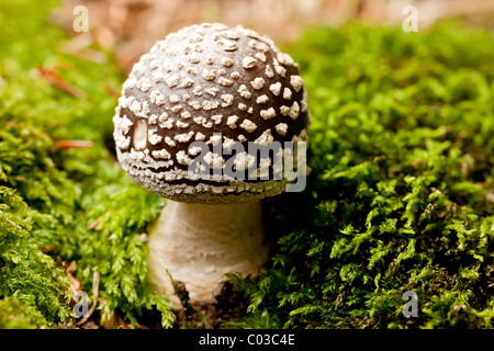 Panther cap mushroom (Amanita pantherina) Stock Photo