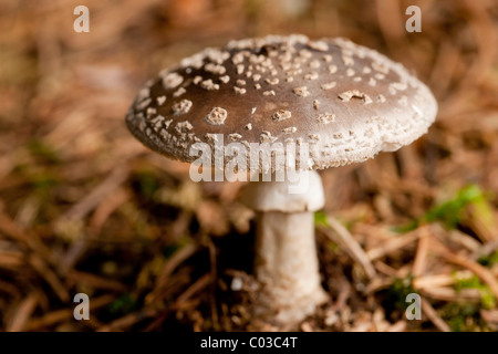 Panther cap mushroom (Amanita pantherina) Stock Photo