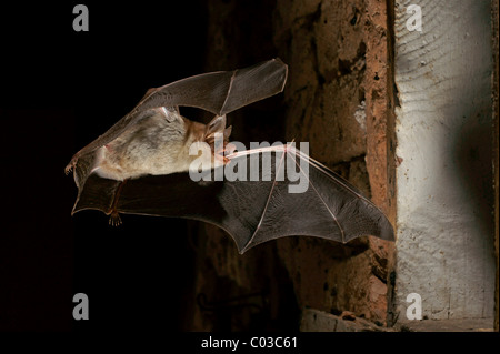 Greater mouse-eared bat (Myotis myotis) flying out of a summer quarter Stock Photo