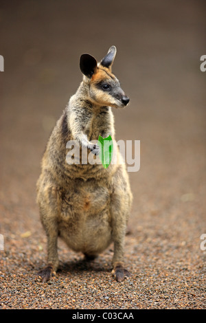 Pretty-faced Wallaby or Whiptail Wallaby (Macropus parryi), adult eating, Lamington National Park, Queensland, Australia Stock Photo