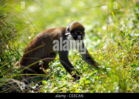 Cercopithecus Food Lesser Spot-nosed Monkey (Cercopithecus petaurista Stock Photo - Alamy