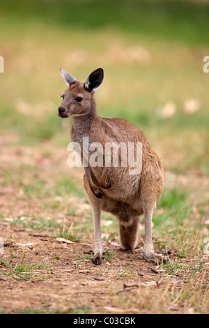 Western Grey Kangaroo (Macropus fuliginosus fuliginosus), sub-species from Kangaroo Island, adult, Kangaroo Island Stock Photo