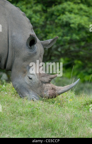 South Africa, Eastern Cape, East London, Inkwenkwezi Private Game Reserve. African White Rhinoceros. Stock Photo