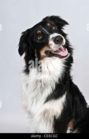 Australian Shepherd black tri Portrait adult wheat field Germany Stock ...