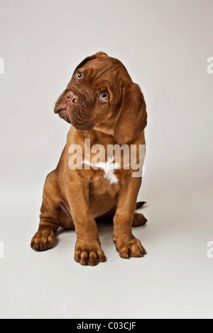 Sitting Bordeaux Mastiff or French Mastiff puppy turning head Stock Photo